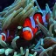 O Mundo Fascinante dos Peixes Palhaço Ocellaris